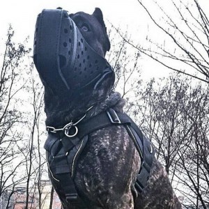 Нейлоновая шлейка для канарского дога